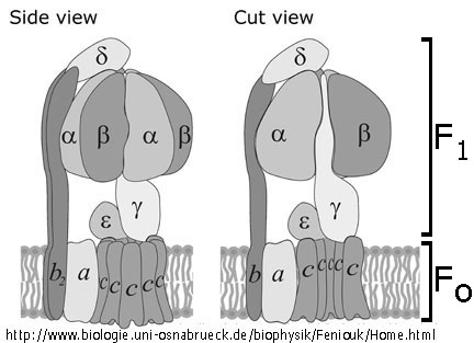 ATP synthase illustrative pic
